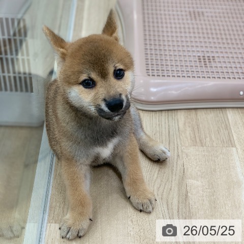 柴の写真