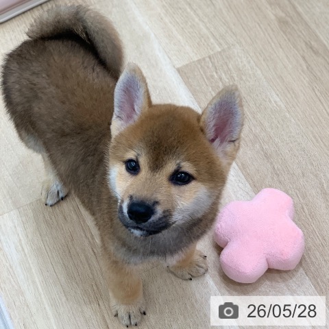 柴の写真