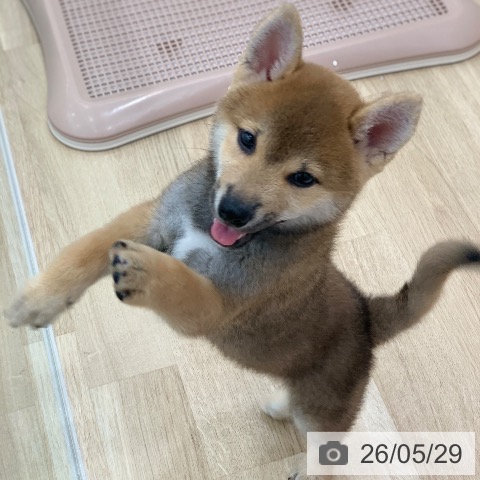 柴の写真