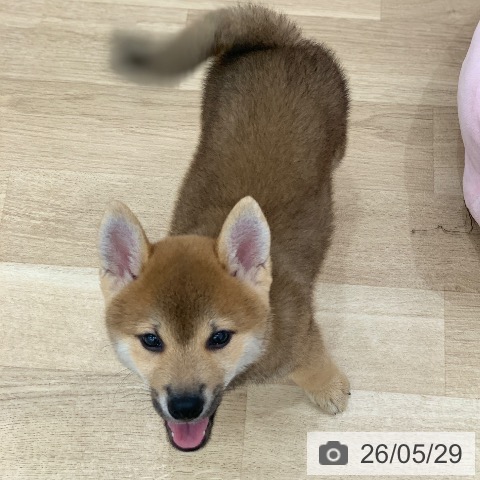 柴の写真