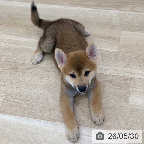柴の写真
