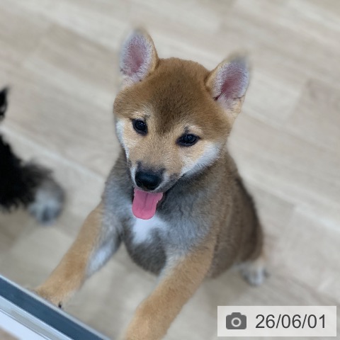 柴の写真