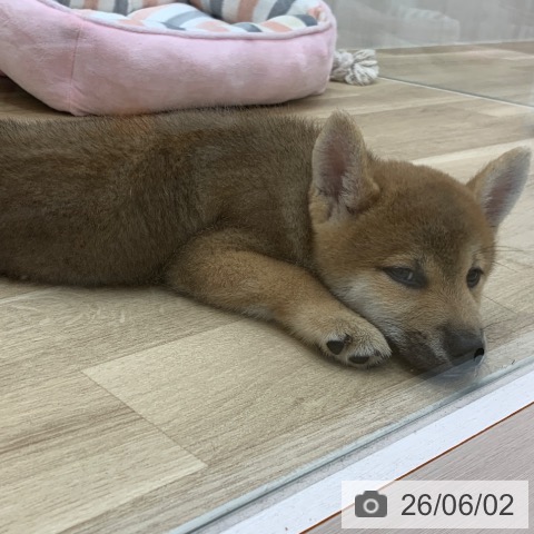 柴の写真