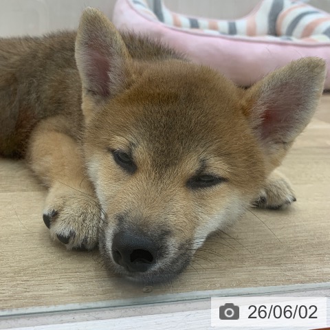柴の写真