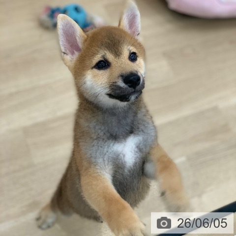 柴の写真