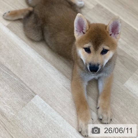 岐阜県の柴犬(標準サイズ) (ペットプラス 光ケ丘店/2026年3月22日生まれ/男の子/赤)の子犬の4枚目の画像