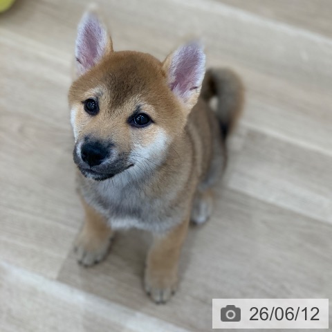 岐阜県の柴犬(標準サイズ) (ペットプラス 光ケ丘店/2026年3月22日生まれ/男の子/赤)の子犬の3枚目の画像