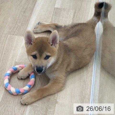 岐阜県の柴犬(標準サイズ) (ペットプラス 光ケ丘店/2026年3月22日生まれ/男の子/赤)の子犬の3枚目の画像