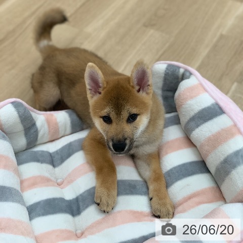 岐阜県の柴犬(標準サイズ) (ペットプラス 光ケ丘店/2026年3月22日生まれ/男の子/赤)の子犬の4枚目の画像