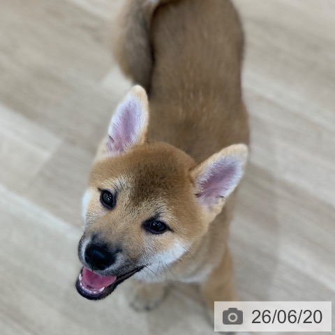 岐阜県の柴犬(標準サイズ) (ペットプラス 光ケ丘店/2026年3月22日生まれ/男の子/赤)の子犬の3枚目の画像