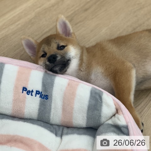 岐阜県の柴犬(標準サイズ) (ペットプラス 光ケ丘店/2026年3月22日生まれ/男の子/赤)の子犬の4枚目の画像