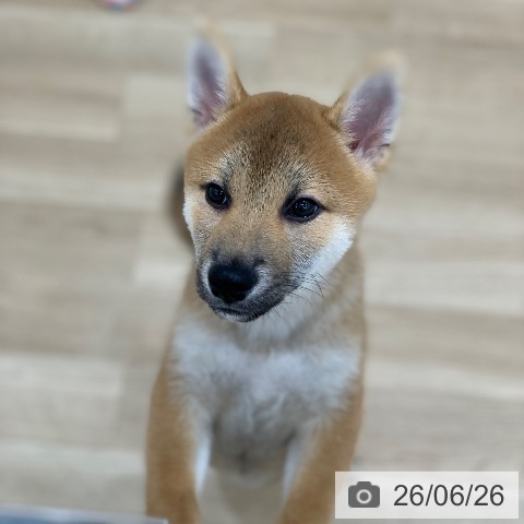 岐阜県の柴犬(標準サイズ) (ペットプラス 光ケ丘店/2026年3月22日生まれ/男の子/赤)の子犬の3枚目の画像