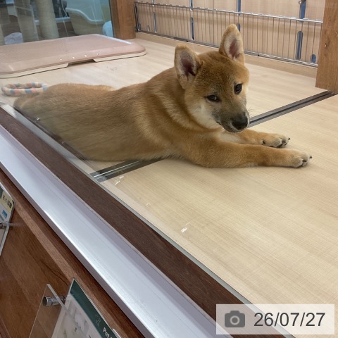 三重県の柴犬(標準サイズ) (ペッツワン 桑名店/2026年3月22日生まれ/男の子/赤)の子犬の4枚目の画像