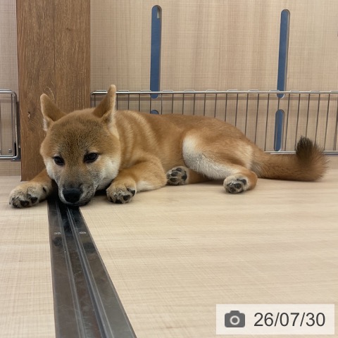 三重県の柴犬(標準サイズ) (ペッツワン 桑名店/2026年3月22日生まれ/男の子/赤)の子犬の3枚目の画像