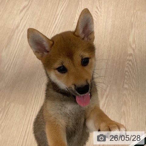 福井県の柴犬(標準サイズ) (ペットプラス 福井店/2026年3月22日生まれ/女の子/赤)の子犬の4枚目の画像