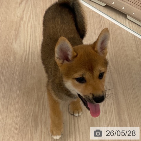 福井県の柴犬(標準サイズ) (ペットプラス 福井店/2026年3月22日生まれ/女の子/赤)の子犬の3枚目の画像
