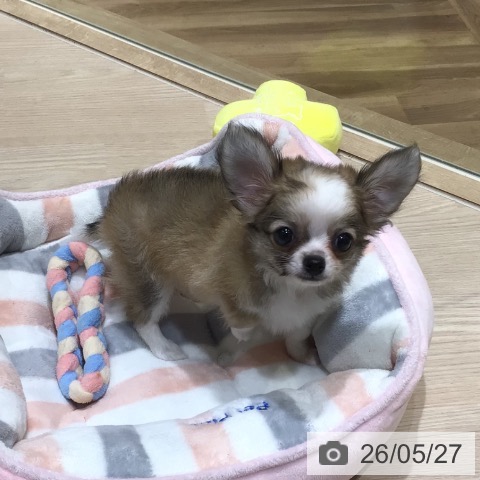 チワワの写真