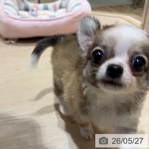 チワワの写真