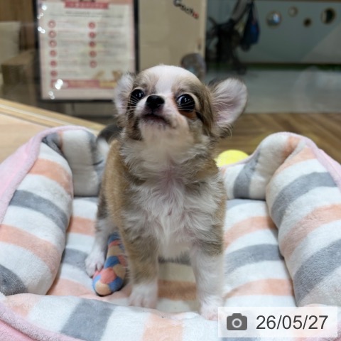 チワワの写真