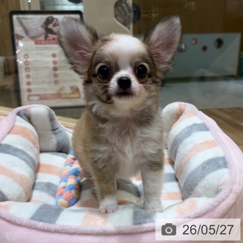 チワワの写真