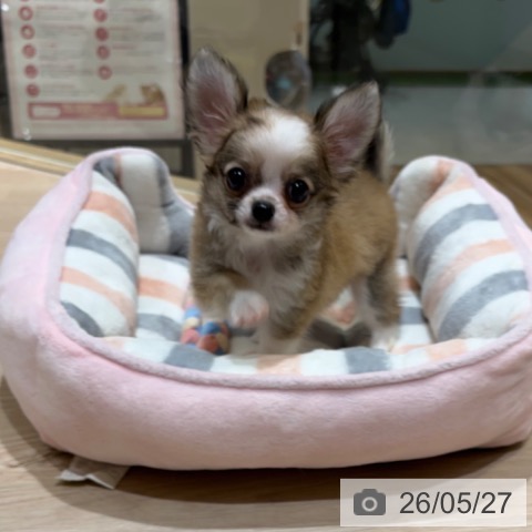 チワワの写真