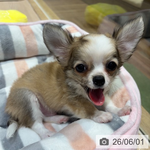 チワワの写真
