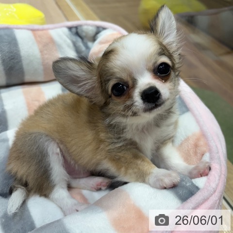 チワワの写真