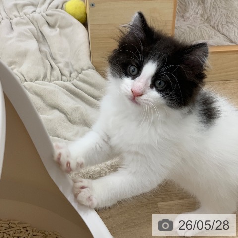 ノルウェージャンフォレストキャットの写真