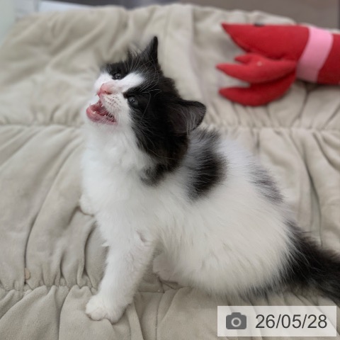 ノルウェージャンフォレストキャットの写真