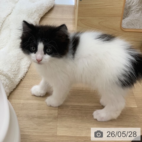 ノルウェージャンフォレストキャットの写真