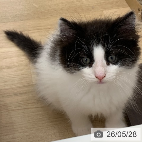 ノルウェージャンフォレストキャットの写真