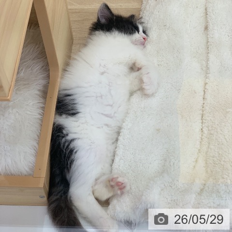 ノルウェージャンフォレストキャットの写真