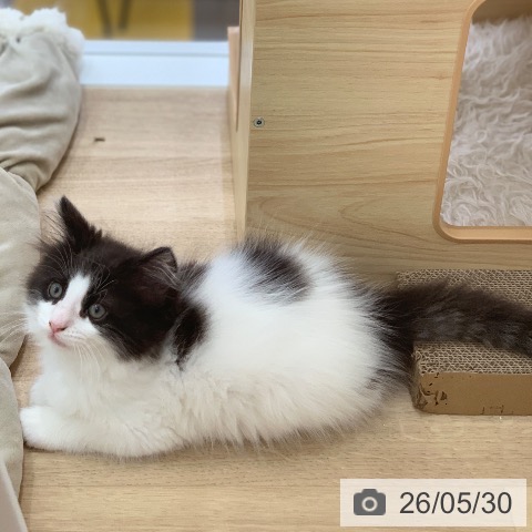 ノルウェージャンフォレストキャットの写真