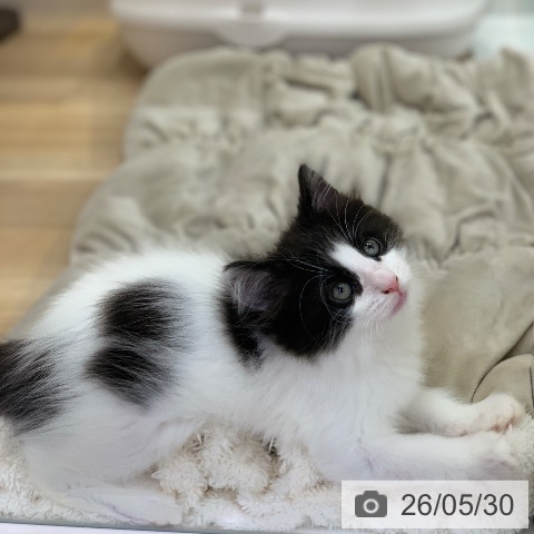 ノルウェージャンフォレストキャットの写真