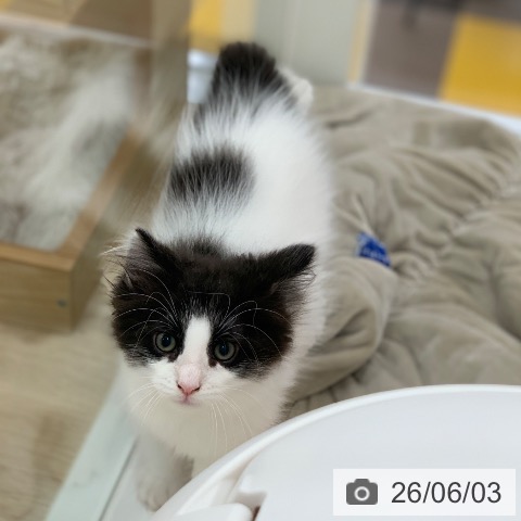 ノルウェージャンフォレストキャットの写真
