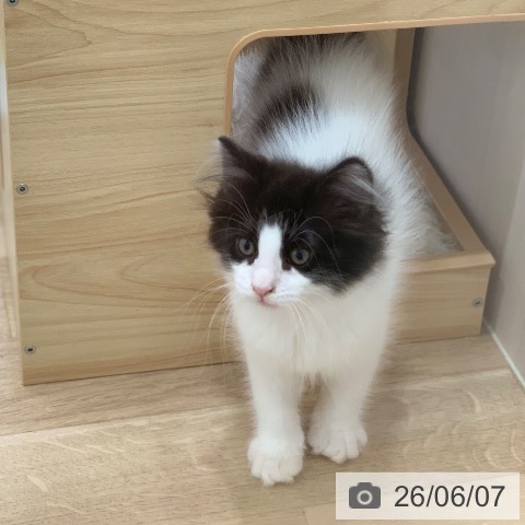ノルウェージャンフォレストキャットの写真