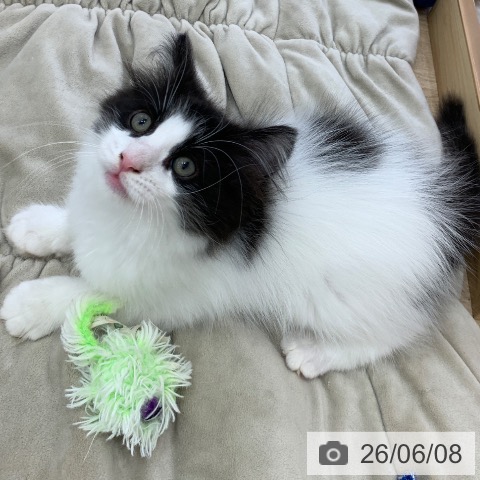 ノルウェージャンフォレストキャットの写真