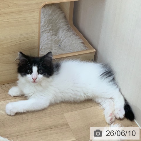 ノルウェージャンフォレストキャットの写真