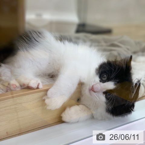 ノルウェージャンフォレストキャットの写真