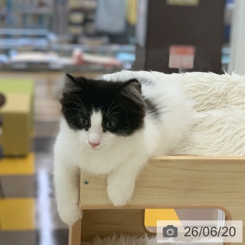 岐阜県のノルウェージャンフォレストキャット (ペットプラス 光ケ丘店/2026年3月25日生まれ/男の子/ブラックホワイト)の子猫の4枚目の画像