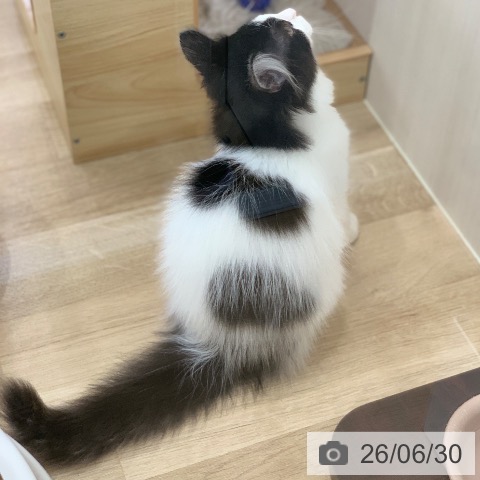 岐阜県のノルウェージャンフォレストキャット (ペットプラス 光ケ丘店/2026年3月25日生まれ/男の子/ブラックホワイト)の子猫の4枚目の画像