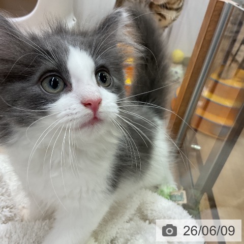 愛知県のノルウェージャンフォレストキャット (ペットプラス 岡崎店/2026年3月25日生まれ/男の子/ブルーホワイト)の子猫の3枚目の画像