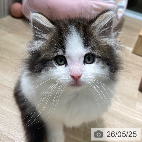 ノルウェージャンフォレストキャットの写真
