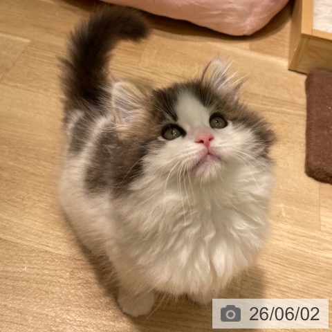 愛知県のノルウェージャンフォレストキャット (ペットプラス 則武新町店/2026年3月25日生まれ/男の子/ブラウンタビーホワイト)の子猫の4枚目の画像