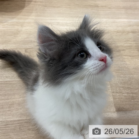 ノルウェージャンフォレストキャットの写真
