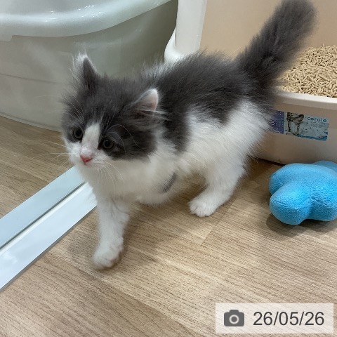 ノルウェージャンフォレストキャットの写真