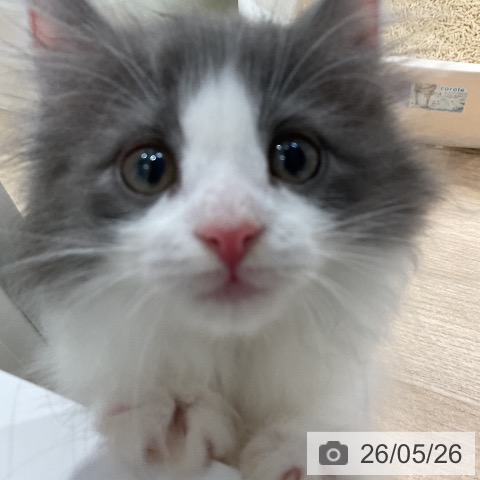 ノルウェージャンフォレストキャットの写真