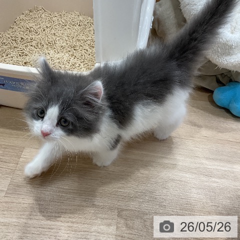 ノルウェージャンフォレストキャットの写真