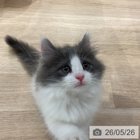 ノルウェージャンフォレストキャットの写真