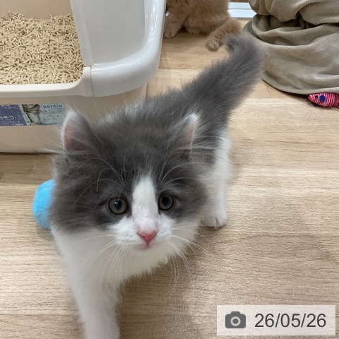 ノルウェージャンフォレストキャットの写真
